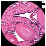 AmScope M150 40X-400X Student Compound Microscope