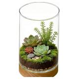 Glass Planter Terrarium with LED Wooden Base, 3.9"