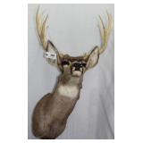 10 point buck shoulder mount, 24" spread, left