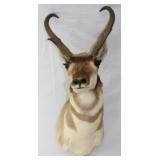Pronghorn shoulder mount with 9 3/4" long horns,