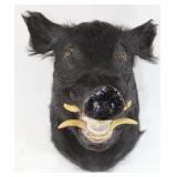 Black Bear shoulder mount w/loose left tusk,