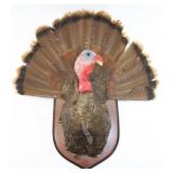 Eastern Wild Turkey shoulder mount w/fan tail