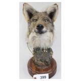Coyote head mount on tree stand and wood