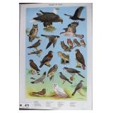 Birds of Prey poster by Ned Smith 1964 for