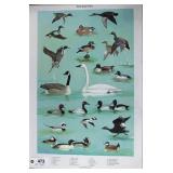 Waterfowl poster by Ned Smith 1964 for