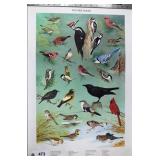 Winter Birds poster by Ned Smith 1964 for
