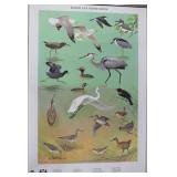 Marsh and Water Birds poster by Ned Smith 1964 for