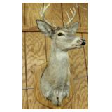8 pt Whitetail Buck shoulder mount, No Shipping