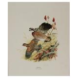 "Bobwhite" by Ned Smith print, printed in Italy,