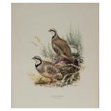 "Chukar Partridge" by Ned Smith print, printed in