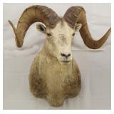 Stone Sheep shoulder mount, PICK UP ONLY