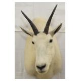 Mountain Goat shoulder mount, PICK UP ONLY
