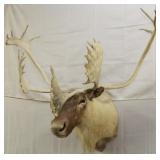 Caribou shoulder mount with 48" spread,