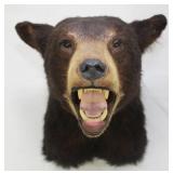 Black Bear shoulder mount