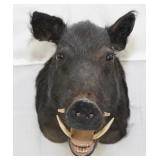Wild Boar shoulder mount