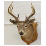 9 point Whitetail Deer shoulder mount, PICK UP