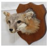 Gray Fox shoulder mount