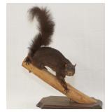 Black Squirrel full body mount