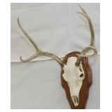 6 point European Whitetail mount