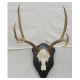6 point European Whitetail mount