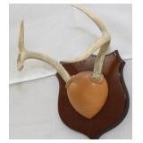 5 point European Whitetail mount