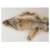 Coyote pelt, 51" long approx