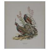 "Mountain Quail" by Ned Smith printed in Italy