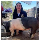 Sofia Medrano - Hog