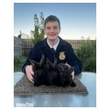 Zackary Avram - Rabbits