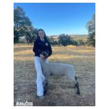 Reagan Faulkner - Lamb