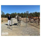 Blake Earley - Grand Exh. Equine Travel Panels