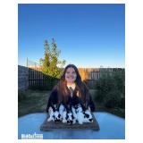 Jessie Avram - Rabbits