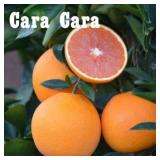 (75) Assorted Potted Citrus Trees