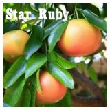 (50) Potted Citrus Trees
