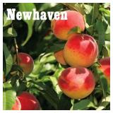 (50) Assorted Potted Fruit Trees