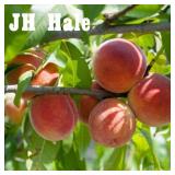 (50) Assorted Potted Fruit Trees