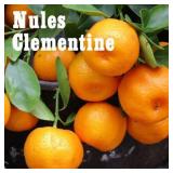(20) Potted Citrus Trees