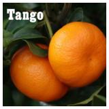 (50) Potted Citrus Trees