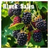 (200) Assorted Potted Berry Plants