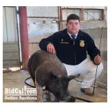 Antonio Reynoso - Swine