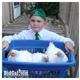 Koda Burley - Poultry