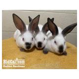 Kimberly Gonzalez - Rabbit