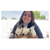 Audriana Chanes - Rabbit