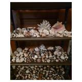 Large Collection of Seashells