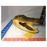 Aligator Head