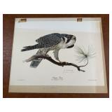 Signed "Peregrine Falcon" by Tom Dunnington