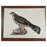 P.J Shelby "Honey Buzzard" Plate Print