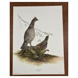 "Ruffed Grouse" By Bonasa Umbllus Plate V