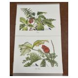 "Ginseng and Indian turnip" By Sallie E. Middlet