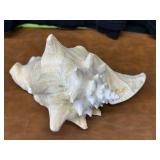Conch Shell